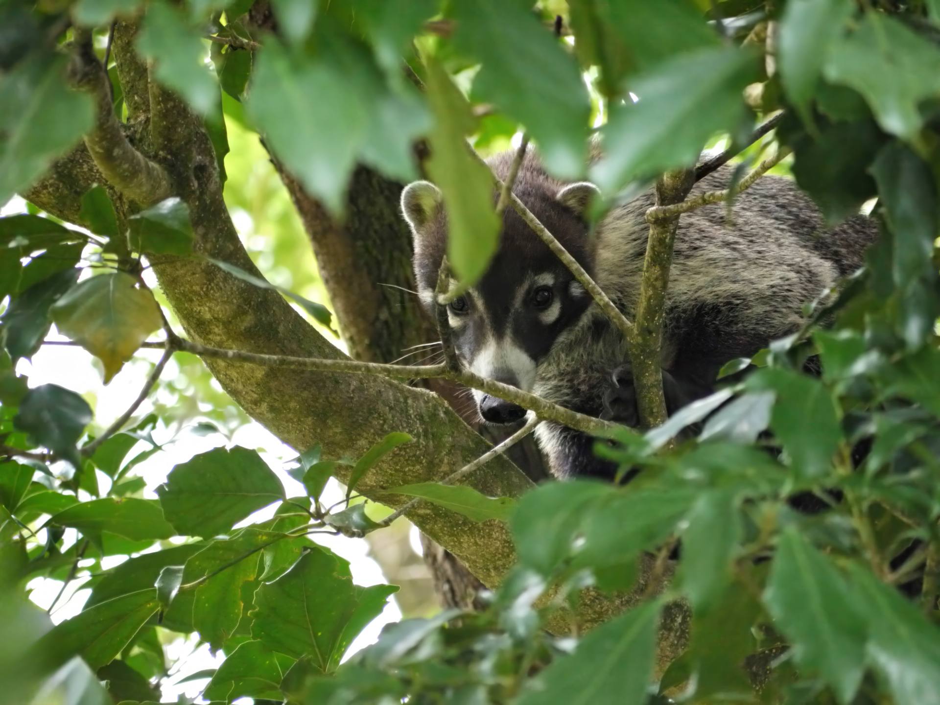 Nasenbär (Nasua) oder Rüsselbär